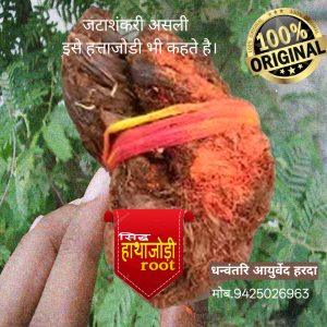 जटाशंकरी जड़ी (रविपुष्य नक्षत्र वाली) -Original siddh jatashankar (hatha jodi)