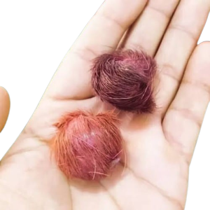 Siyaar Singhi - सियार सिंगी जोड़ा