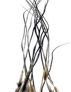 राजमोहिनी असली पानी मे चलने वाली जीवित मोहिनी ( 2 पैकेट) Original Rajmohini