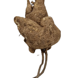 पाताल कन्द (पाताल गारुड़ी मूल) अतिदुर्लभ (Cocculus hirsutus)