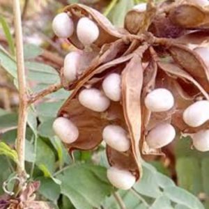 सफेद गुंजा बीज एक पैकेट -White Chirmity – Safed Gunja – Chirmi – Gumchi – Ratti Safed – Abrus Laevigatus