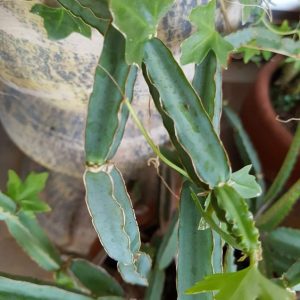 हड़जोड़ (Cissus quadrangularis) चूर्ण 200 ग्राम