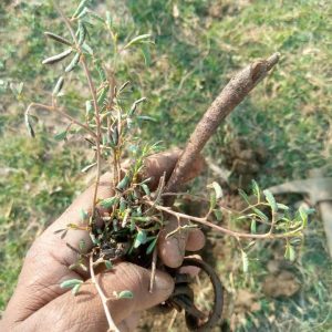 सफेद लाजवंती(छुईमुई)पौधा - White Lajwanti- ChuiMui plants