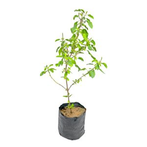 Rama Tulsi - Green Tulsi - राम तुलसी पौधा