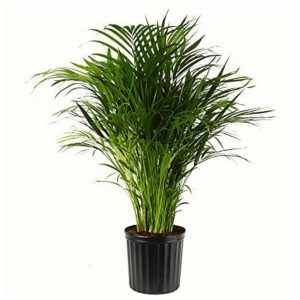 Areca Palm Plant -ऐरिका पाम पौधा