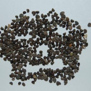 बीजबंद काला - Beejband Seeds (Black) 100GM