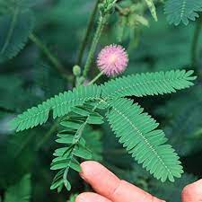 गुलाबी फूल वाली लाजवंती का पौधा - Gulabi lajvanti Plant