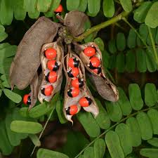 लाल काली गुंजा - Gunja lal Kala - Rakta Gunja Chirmi Red and black 21Pcs