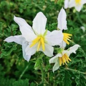 white-kantakari Seeds-सफेद-कंटकारी बीज