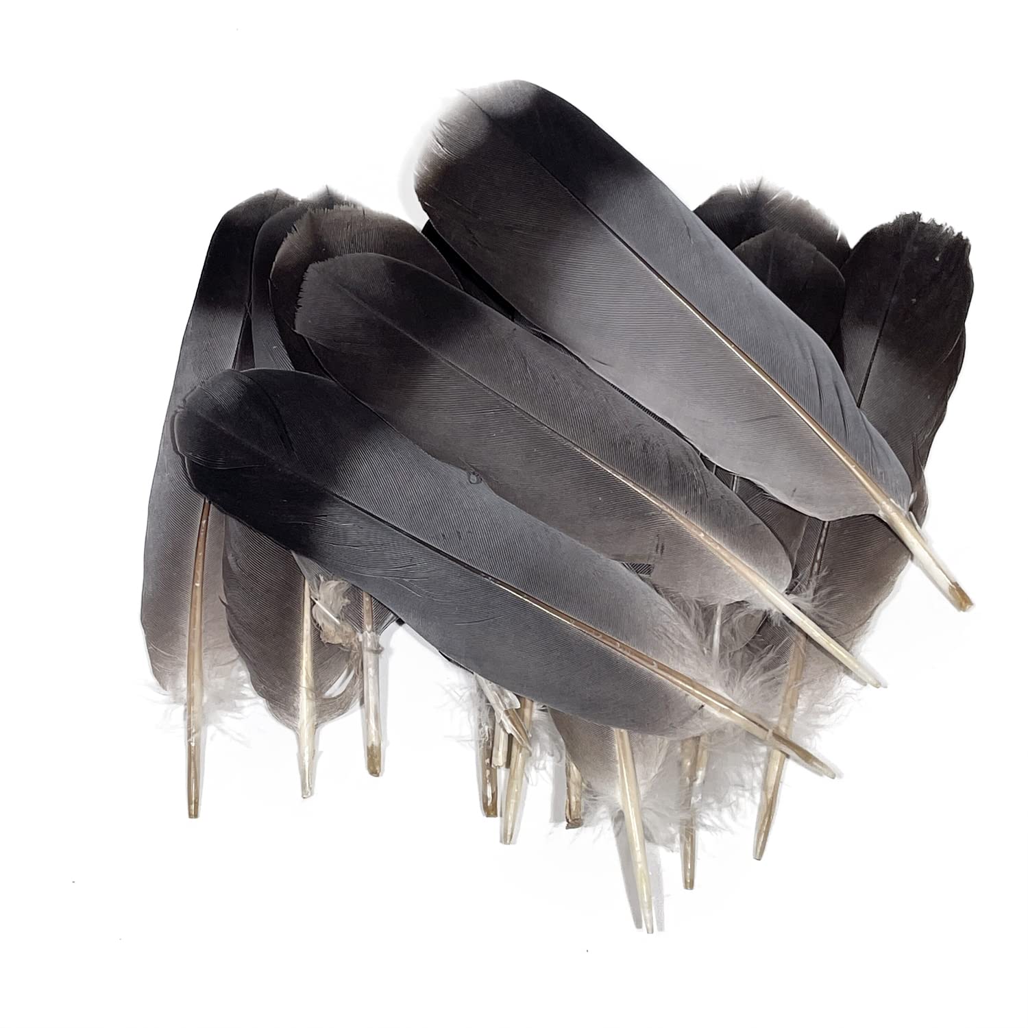 कबूतर के पंख - Pigeon Feather Set of 5 | Kabootar Ka Pankh for Spiritual & Remedies Use