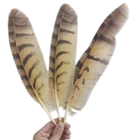 उल्लू के पंख - Ullu ke pankh - Natural Owl Feather | Original Ullu Ka Pankh -यह पंख स्वतः जमीन पर गिरा हुआ है हम किसी भी पशु पक्षियों को चोट नही पहुंचाते ।
